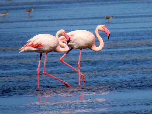 Greater Flamingo