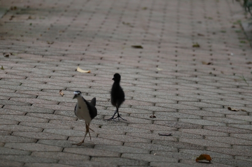 White-breasted Waterhen