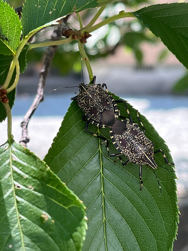 Yellow-spotted Stink Bug