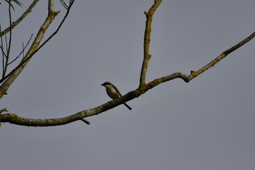 Red-backed Shrike