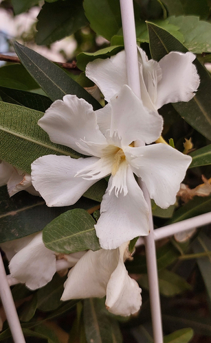 oleander