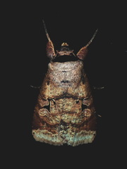 Praina temperata