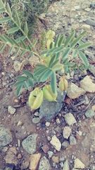 Astragalus allochrous