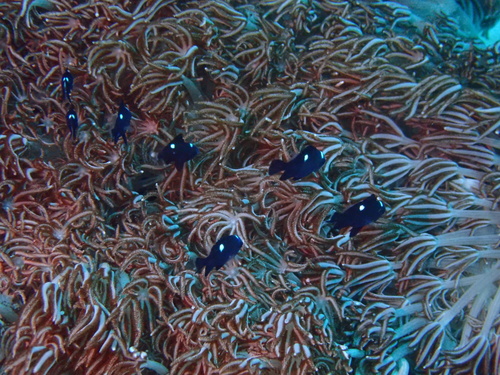 Three-spot Dascyllus — seen at this dive site