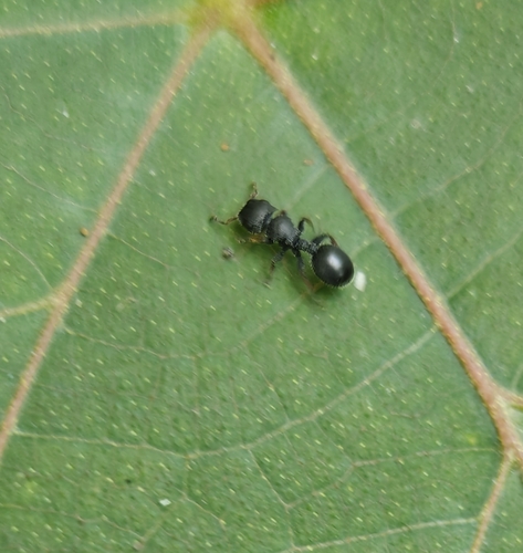 Asian Turtle Ant