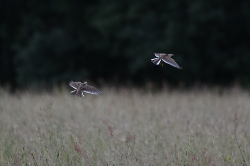 Eurasian Skylark