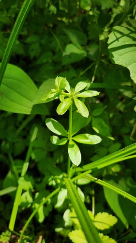 Galium pseudoasprellum iNat (2)