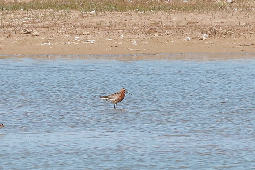 iNaturalist image