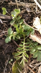 Geum triflorum