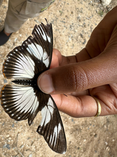 Pseudacraea lucretia