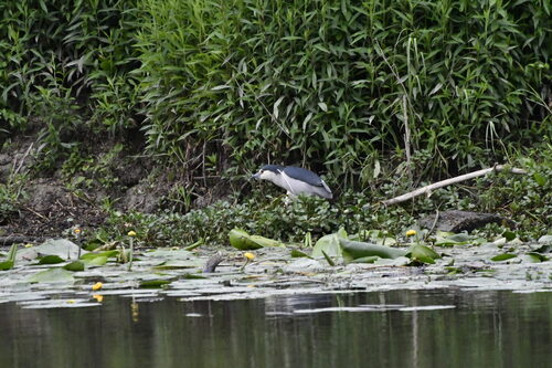Black-crowned Night Heron