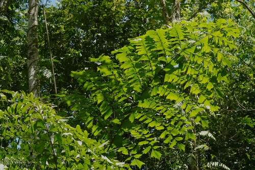 Caryota rumphiana observed 2026-05-21