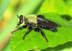 Laphria virginica