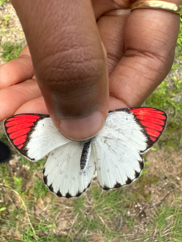 Colotis danae