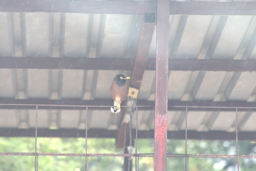 Common Myna