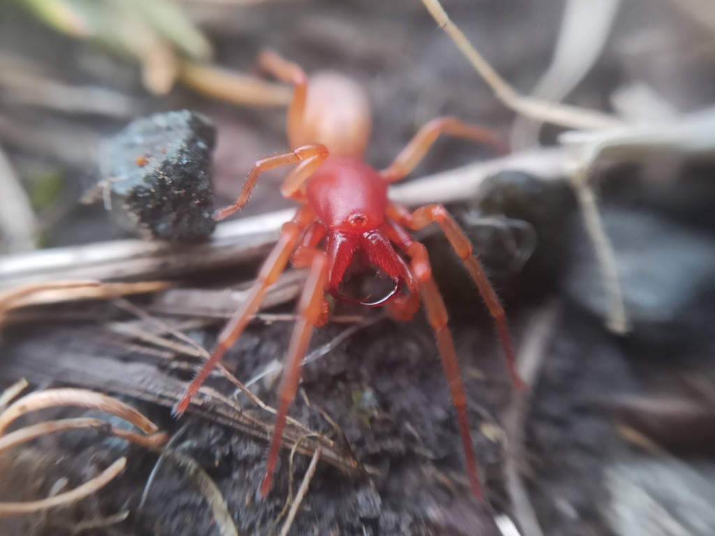 Dysdera osellai
