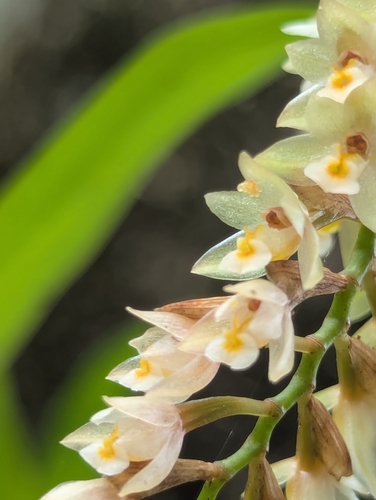 Coelogyne articulata, photograph 6