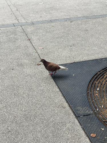Pigeon biset observed by trantry