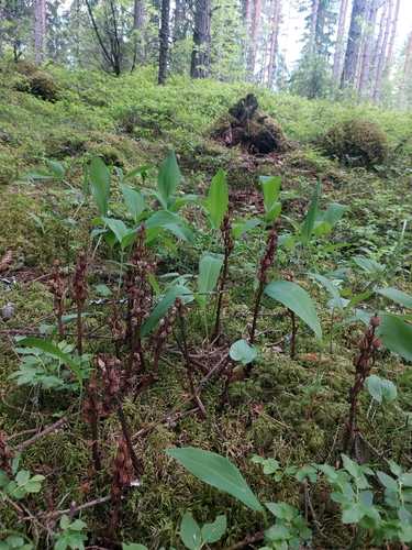 pinesap