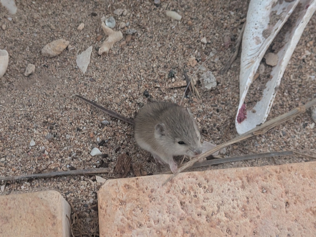 Northern Short-tailed Mouse