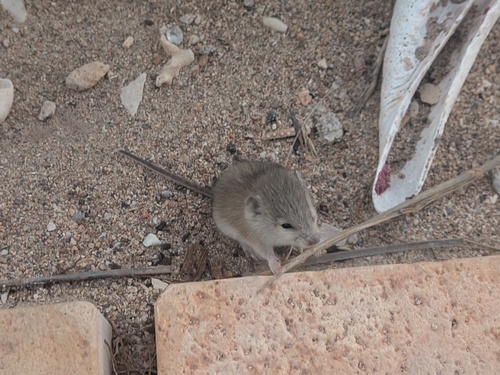 Northern Short-tailed Mouse (Leggadina lakedownensis)