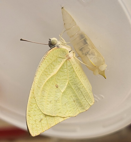 African Migrant