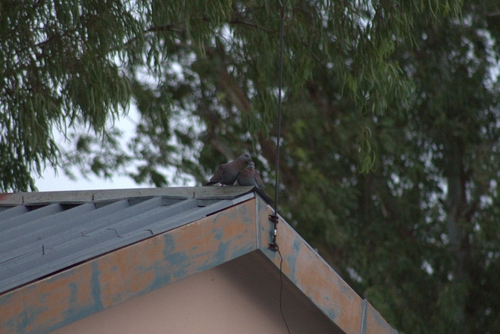 Speckled Pigeon
