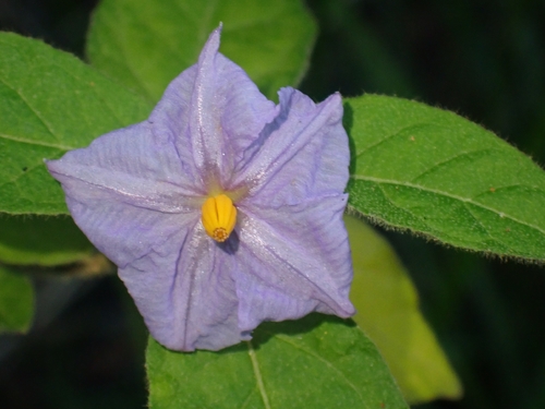 furry nightshade