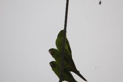 Psittacara holochlorus