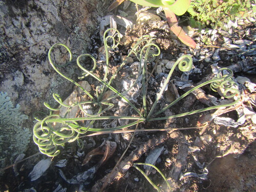 Albuca namaquensis
