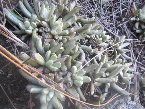 Caputia scaposa, photograph 1