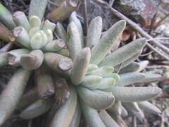 Caputia scaposa