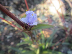 Cyanotis speciosa, photograph (c) douglaseustonbrown, some rights reserved (CC BY-SA)