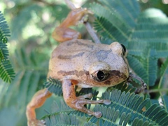 Triad Tree Frog photo 3