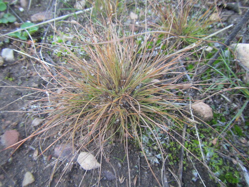 Bulbostylis humilis (Bulbostylis humilis)