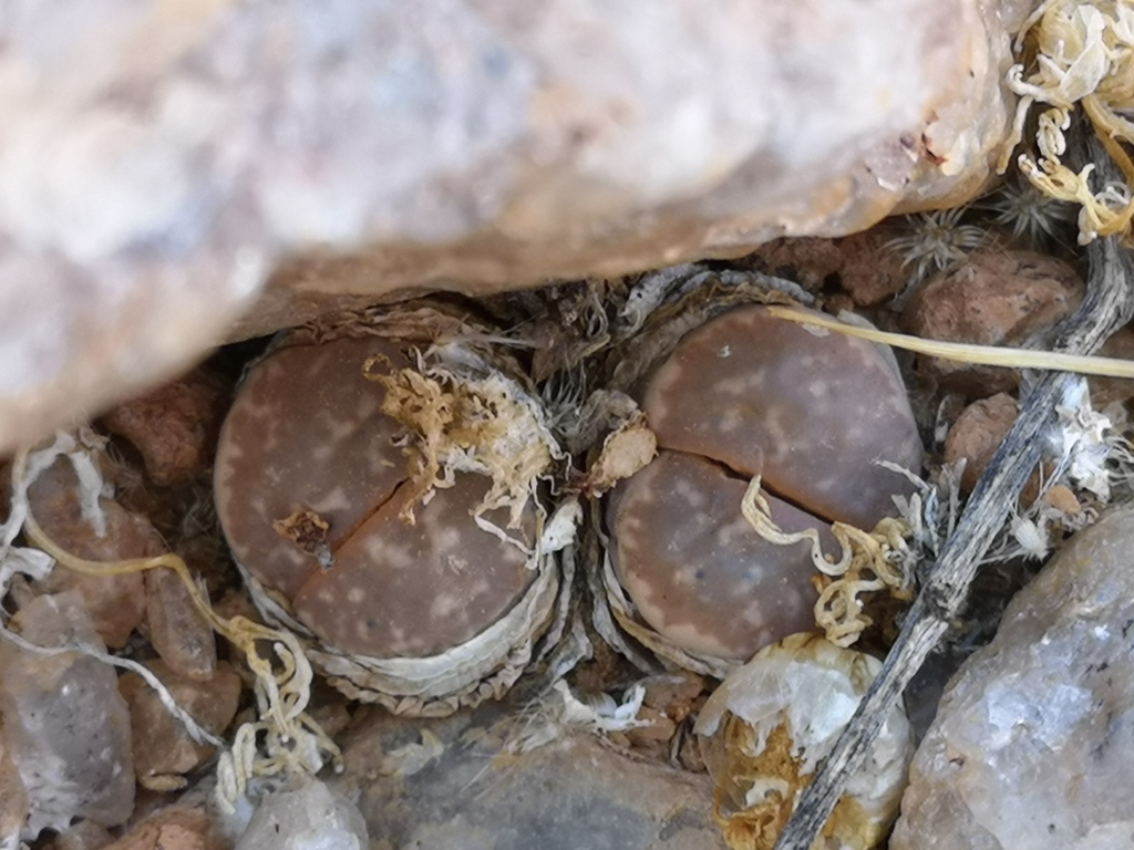 Lithops olivacea, Namakwa, ZA-NC, ZA