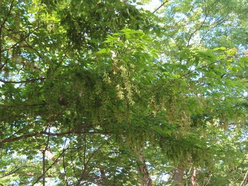 Acer cissifolium