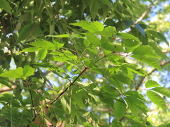 Acer cissifolium, photograph (c) Timur Kalininsky, some rights reserved (CC BY)
