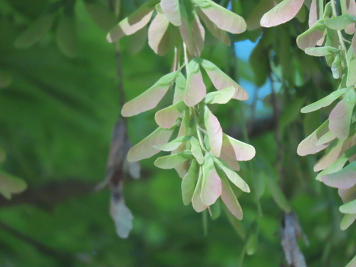 Acer cissifolium, photograph 1