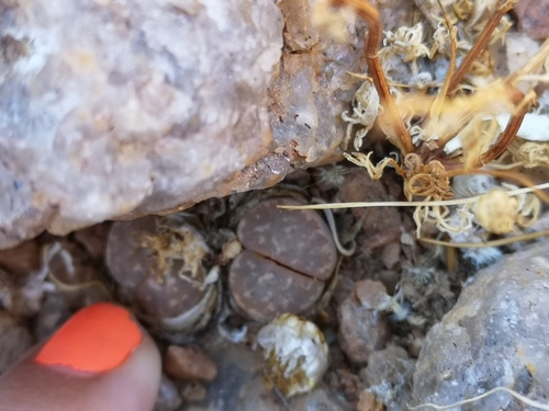 Lithops olivacea
