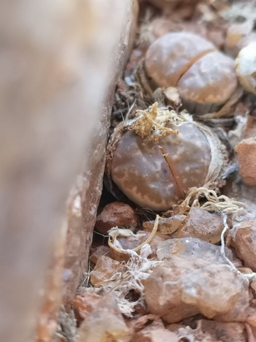 Lithops olivacea