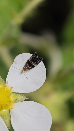 Tinagma perdicella