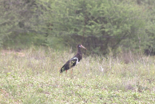 Abdim's Stork