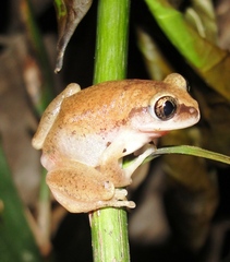 Triad Tree Frog photo 2