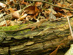 Anolis tropidonotus
