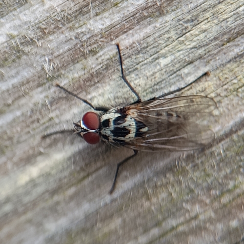 Anthomyia procellaris, Usquert, Netherlands, photo 10 of 10