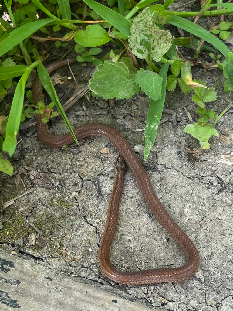 Brown Reed Snake