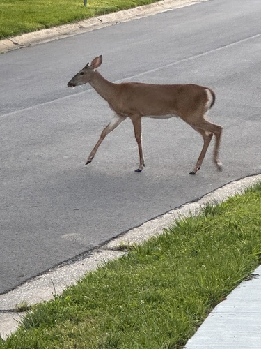 White-tailed Deer observed by percy12033