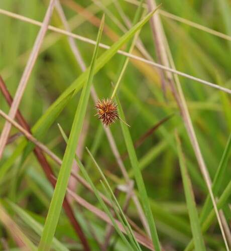 Rhynchospora rubra observed 2026-05-21
