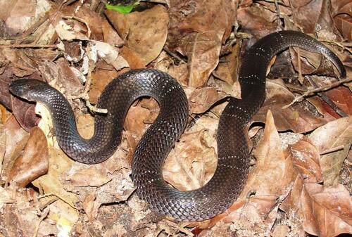 Photo of a Black Garter Snake (Elapsoidea nigra)